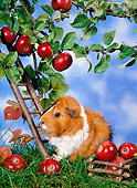 ROD 02 KH0019 01
Guinea Pig Climbing Ladder By Apple Tree On Grass