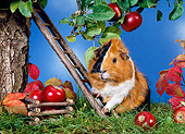 ROD 02 KH0020 01
Guinea Pig Climbing Ladder By Apple Tree On Grass