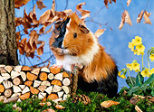 ROD 02 KH0021 01
Guinea Pig Standing By Firewood Pile On Grass
