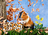 ROD 02 KH0022 01
Guinea Pig Standing By Firewood Pile On Grass
