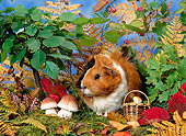 ROD 02 KH0023 01
Guinea Pig Sitting By Shrubs And Mushrooms