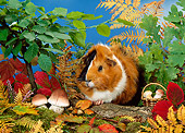 ROD 02 KH0024 01
Guinea Pig Sitting By Shrubs And Mushrooms On Log