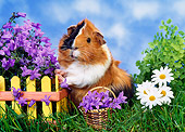 ROD 02 KH0025 01
Guinea Pig Standing By Yellow Fence And Purple Flowers