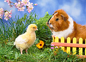 ROD 02 KH0027 01
Guinea Pig Standing By Yellow Fence And Chick