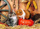 ROD 02 KH0028 01
Guinea Pig Standing On Pumpkin In Barn Kissing Tabby Kitten
