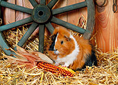 ROD 02 KH0029 01
Guinea Pig Sitting By Corn In Barn