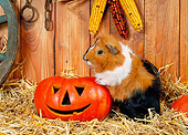 ROD 02 KH0030 01
Guinea Pig Standing By Jack O'Lantern In Barn