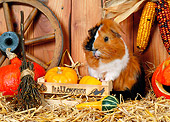 ROD 02 KH0031 01
Guinea Pig Standing By Pumpkins In Barn
