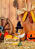 ROD 02 KH0032 01
Guinea Pig Wearing Witch Hat Standing By Pumpkins In Barn