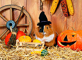 ROD 02 KH0033 01
Guinea Pig Wearing Witch Hat Standing By Pumpkins In Barn