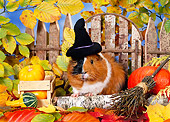 ROD 02 KH0034 01
Guinea Pig Wearing Witch Hat Sitting In Autumn Leaves By Fence And Gourds