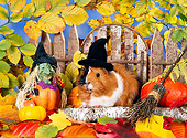 ROD 02 KH0035 01
Guinea Pig Wearing Witch Hat Sitting In Autumn Leaves By Fence And Gourds