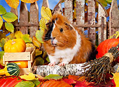 ROD 02 KH0036 01
Guinea Pig Sitting In Autumn Leaves By Fence And Gourds