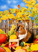 ROD 02 KH0037 01
Guinea Pig Standing In Autumn Leaves By Fence And Gourds