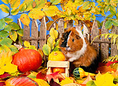 ROD 02 KH0038 01
Guinea Pig Standing In Autumn Leaves By Fence And Gourds