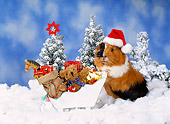 ROD 02 KH0039 01
Guinea Pig Wearing Santa Hat Standing In Snow With Sleigh Of Toys