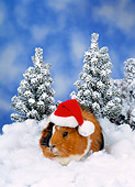 ROD 02 KH0040 01
Guinea Pig Wearing Santa Hat Sitting In Snow
