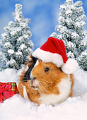 ROD 02 KH0041 01
Guinea Pig Wearing Santa Hat Sitting In Snow