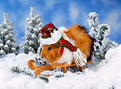 ROD 02 KH0042 01
Guinea Pig Wearing Hat And Scarf Sitting On Sled In Snow