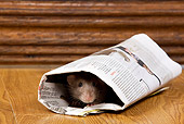 ROD 03 JE0001 01
Brown Rat Hiding In Rolled Up Newspaper