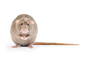 ROD 03 JE0003 01
Mink Rat Sitting On White Seamless