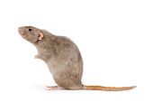 ROD 03 JE0004 01
Mink Rat Sitting On White Seamless