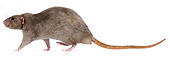 ROD 03 JE0005 01
Mink Rat Walking On White Seamless Profile