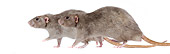 ROD 03 JE0006 01
Mink Rats Walking On White Seamless Profile