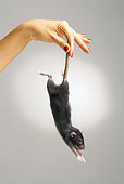 ROD 03 JE0007 01
Rat Being Held By Tail Studio