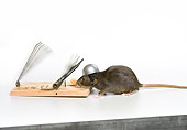 ROD 03 JE0008 01
Rat With Helmet On Stealing Cheese From Trap