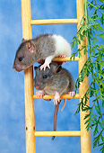 ROD 03 KH0010 01
Gray And White Rats Climbing On Ladder