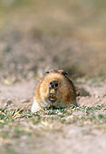 ROD 03 MH0001 01
Portrait Of Giant Mole Rat Sitting In Grass Ethiopia
