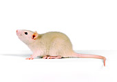 ROD 03 RK0001 11
White Rat.