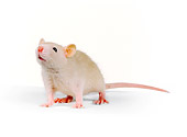 ROD 03 RK0002 03
White Rat.