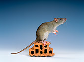 ROD 03 KH0001 01
Brown Rat Sitting On Object Studio