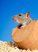 ROD 03 KH0002 01
Brown Rat Sitting Peeking Out Of Hole In Flower Pot