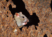 ROD 03 KH0003 01
Brown Rat Sitting Peeking Out Of Hole Eating