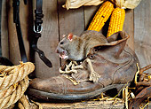 ROD 03 KH0004 01
Brown Rat Sitting In Shoe Eating