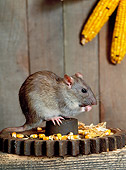 ROD 03 KH0005 01
Brown Rat Sitting On Gear Eating Corn