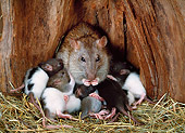 ROD 03 KH0006 01
Brown Rat Sitting Nursing Litter On Hay