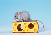 ROD 03 KH0007 01
Gray Rat Sitting On Cheese Studio
