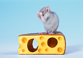 ROD 03 KH0008 01
Gray Rat Sitting On Cheese Cleaning Face