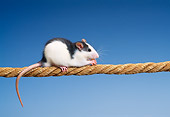 ROD 03 KH0009 01
Gray And White Rat Sitting On Rope Eating