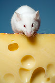 ROD 03 RD0001 01
Close Up Of White Rat Sitting On Swiss Cheese Studio