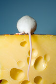 ROD 03 RD0002 01
Rear Close Up Of White Rat Sitting On Swiss Cheese Studio