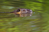 ROD 04 KH0001 01
Nutria Swimming With Head Above Surface In River Alsace, France