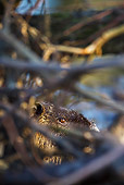 ROD 04 KH0002 01
Portrait Of Nutria Behind Sticks In River Alsace, France