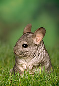 ROD 04 TK0001 01
Chinchilla Sitting In Grass