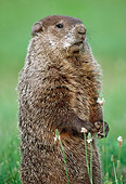 ROD 05 GR0002 01
Portrait Of Woodchuck Sitting Upright On Grass