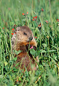 ROD 05 LS0001 01
Woodchuck Sitting Upright In Grass and Wildflowers Minnesota
